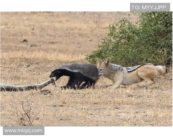 博卡青年与兵工厂激战在即谁能在这场对决中笑到最后 博卡青年与兵工厂激战在即谁能在这场对决中笑到最后
