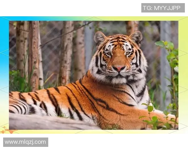 巴林虎与华南虎的生存之争探秘与保护现状分析 巴林虎与华南虎的生存之争探秘与保护现状分析